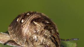 Böcek zararlı kaplumbağa ile mücadele için önlemler