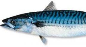 Mackerel and mackerel differences